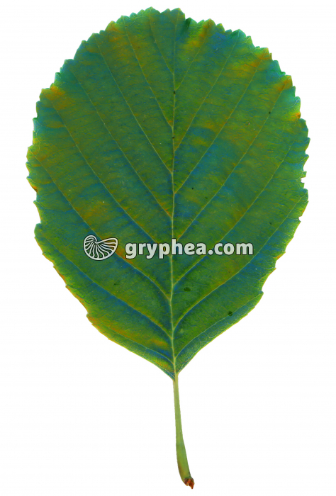  Aulne - Feuille (Alnus glutinosa) - gryphea.org